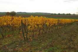 domaine-saint-landor