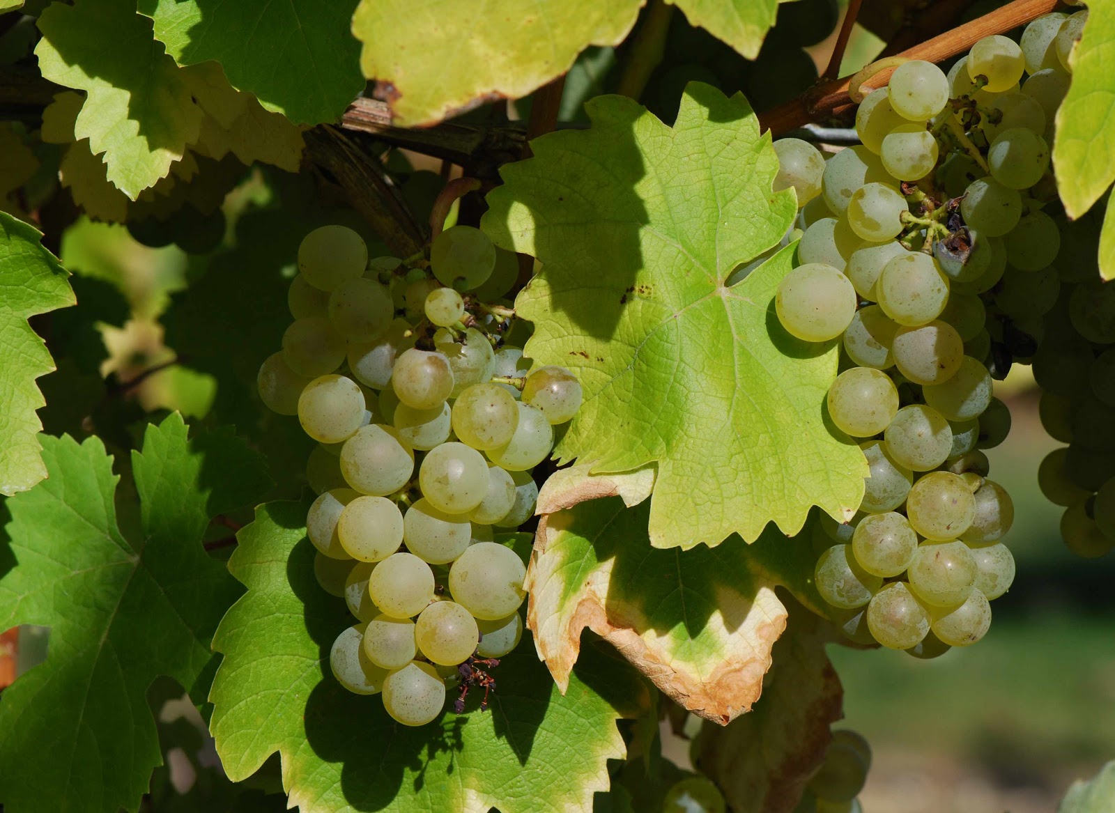 grappe chenin