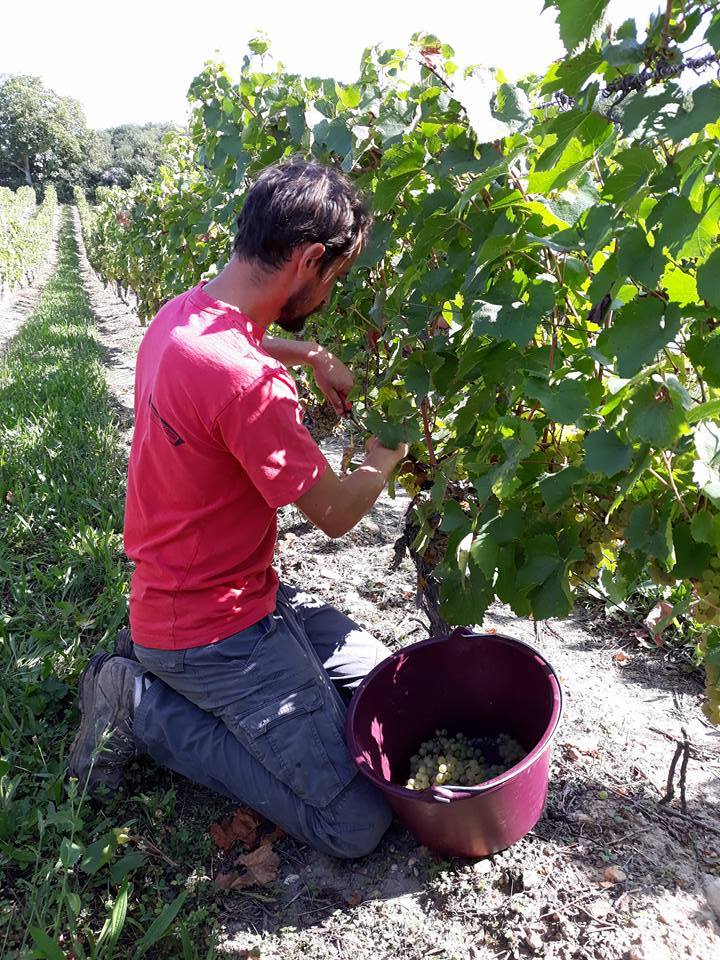 vendanges 2017